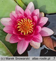 Nymphaea hort. Almost Black