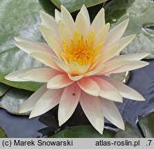 Nymphaea hort. Sunny Pink