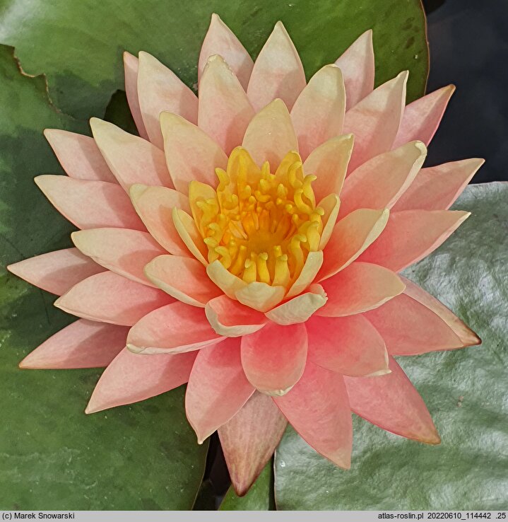 Nymphaea hort. Sunny Pink