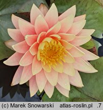 Nymphaea hort. Sunny Pink