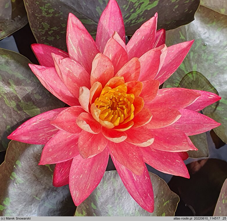 Nymphaea hort. Wanvisa