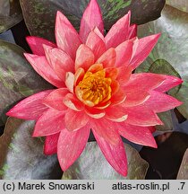 Nymphaea hort. Wanvisa