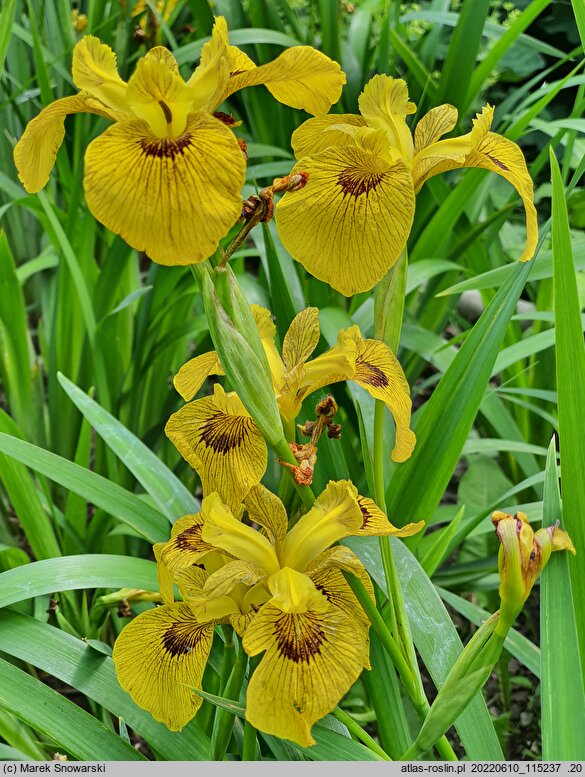 Iris pseudacorus Roy Davidson