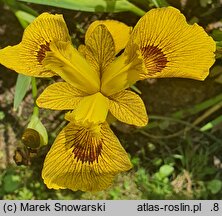 Iris pseudacorus Roy Davidson