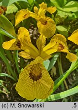 Iris pseudacorus Roy Davidson