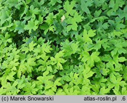 Hydrophyllum canadense (czerpatka kanadyjska)