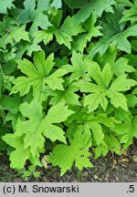 Hydrophyllum canadense (czerpatka kanadyjska)