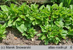 Primula florindae (pierwiosnek Florindy)