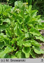 Primula florindae (pierwiosnek Florindy)