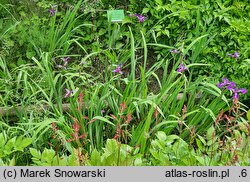 Iris hort. Berlin Versilaev