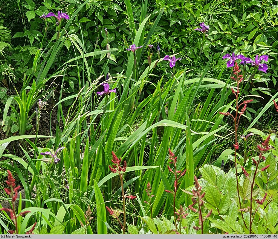 Iris hort. Berlin Versilaev