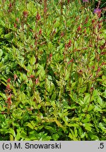 Astilbe Etna