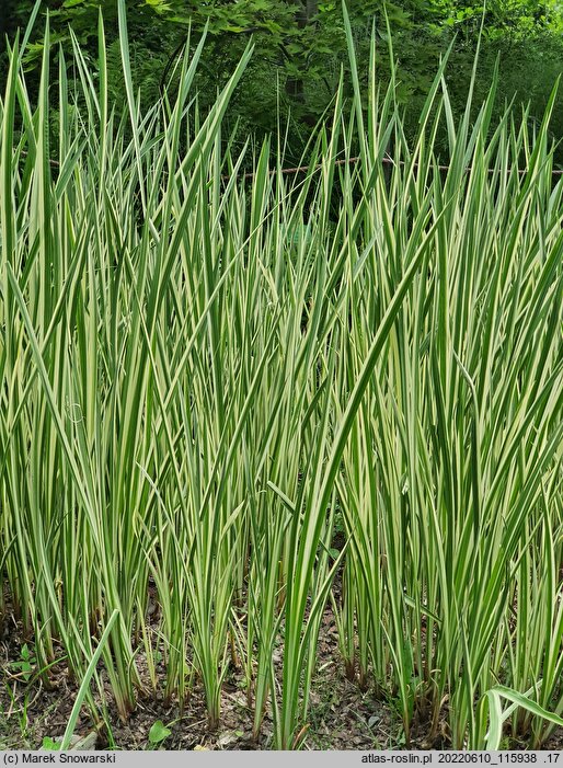 Acorus calamus Variegatus