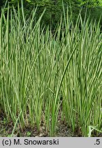 Acorus calamus Variegatus