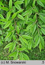 Cotoneaster frigidus (irga oziębła)