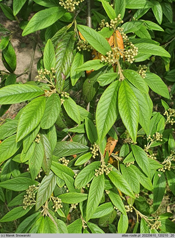 Cotoneaster frigidus (irga oziębła)