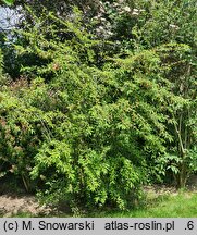 Cotoneaster frigidus (irga oziębła)