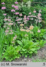 Primula beesiana (pierwiosnek Beesa)
