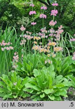 Primula beesiana (pierwiosnek Beesa)