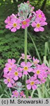 Primula beesiana (pierwiosnek Beesa)