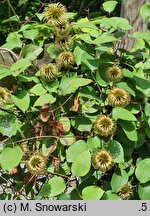 Clematis Guernsey Cream