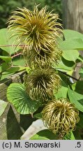 Clematis Guernsey Cream