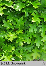 Quercus palustris Isabel
