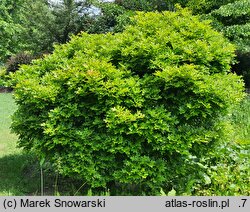 Quercus palustris Isabel