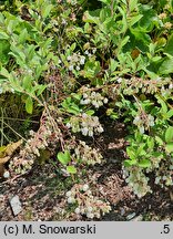Zenobia pulverulenta (zenobia śniada)