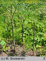 Arisaema serratum var. serratum (arizema piłkowana)