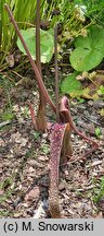 Sauromatum guttatum (pałczycha kroplista)