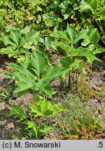 Arisaema triphyllum (arizema trójlistkowa)