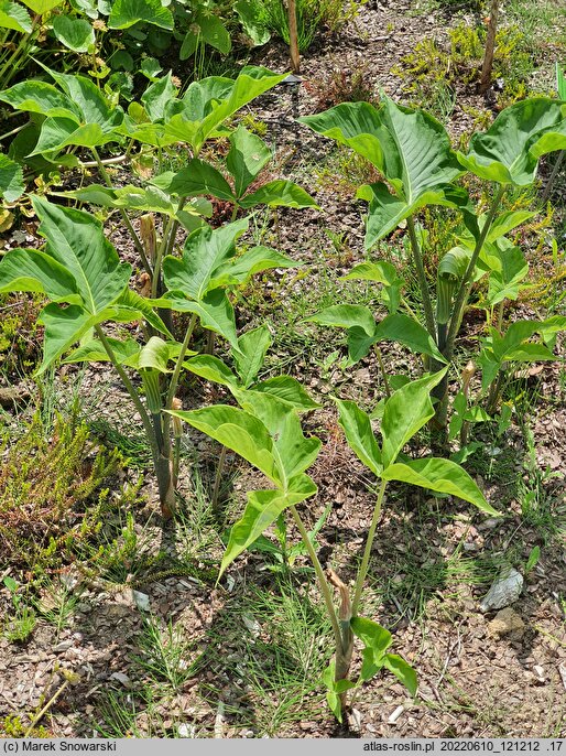 Arisaema triphyllum (arizema trójlistkowa)