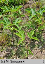 Arisaema triphyllum (arizema trójlistkowa)
