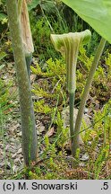 Arisaema triphyllum (arizema trójlistkowa)