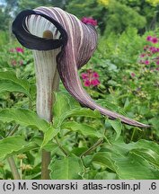 Arisaema serratum var. serratum (arizema piłkowana)