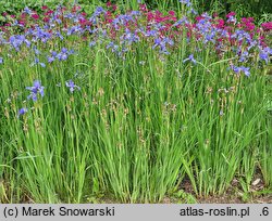 Iris sibirica My Love