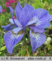 Iris sibirica My Love