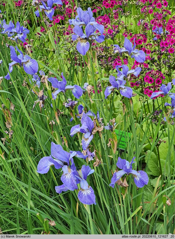 Iris sibirica My Love