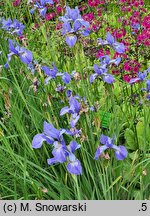 Iris sibirica My Love