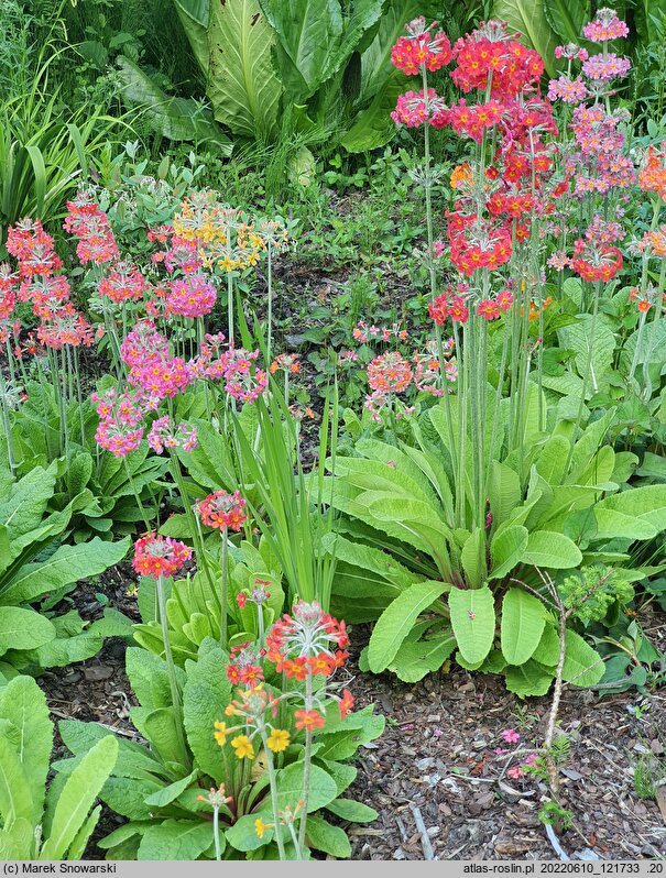 Primula bulleyana (pierwiosnek wianuszkowaty)