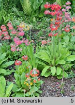 Primula bulleyana (pierwiosnek wianuszkowaty)