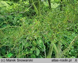 Frangula alnus Aspleniifolia