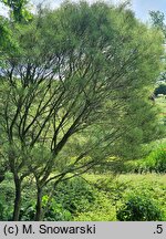 Frangula alnus Aspleniifolia