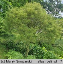Frangula alnus Aspleniifolia