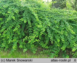 Symphoricarpos ×chenaultii Hancock