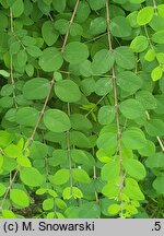 Symphoricarpos ×chenaultii Hancock