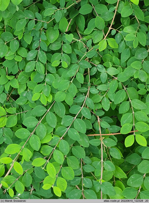 Symphoricarpos ×chenaultii Hancock