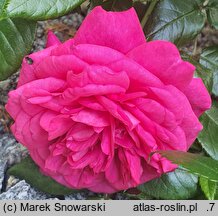 Rosa hort. Maritim