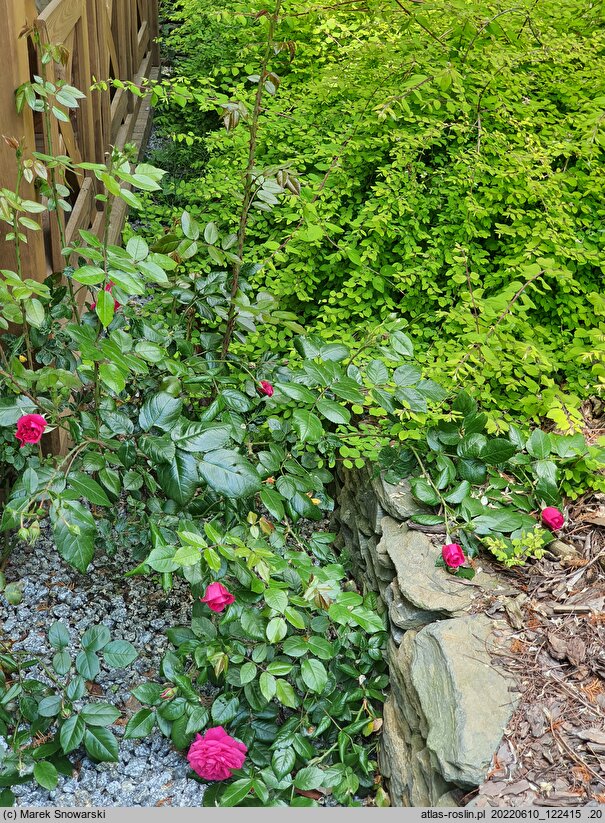 Rosa hort. Maritim
